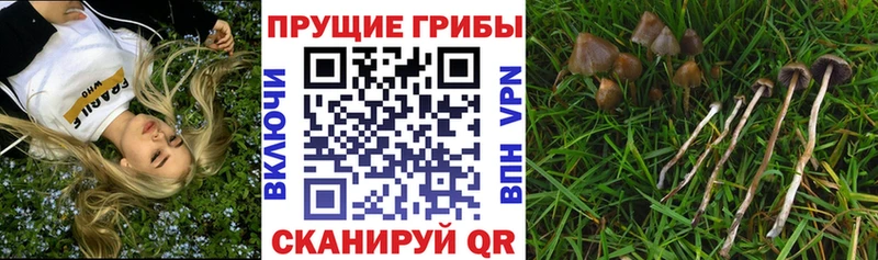 Купить где  Харабали  Галлюциногенные грибы Psilocybe 